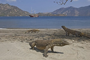 Images Dated 11th August 2009: Indonesia, Komodo National Park. Three Komodo dragons on beach with phinisi schooner