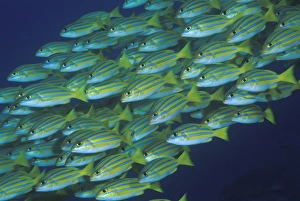 Images Dated 21st May 2010: Indonesia, Komodo National Park. Close-up of schooling lined snappers. Credit as