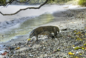 Images Dated 6th June 2009: Indonesia, Komodo National Park. Komodo dragon walking on stony beach. Credit as