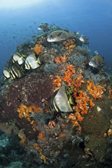 Images Dated 18th October 2010: Indonesia, Komodo National Park, Tatawa Besar. Fish swim around coral. Credit as