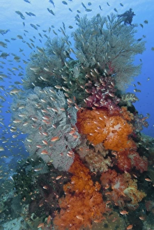 Indonesia, Komodo National Park, Fish Bowl. Underwater scenic of fish and coral. Credit as