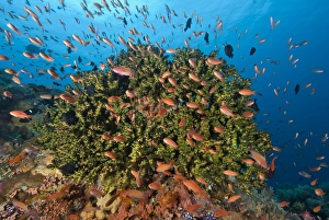 Anthia Prints: Indonesia, Komodo National Park, Crystal Bommie. Underwater scenic of fish and hard coral