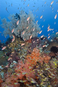 Komodo Prints: Indonesia, Komodo National Park, Fish Bowl. Underwater scenic of fish and coral. Credit as