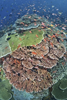 Anthia Prints: Indonesia, Komodo National Park, Tatawa Kecil. Fish swimming over hard coral. Credit as