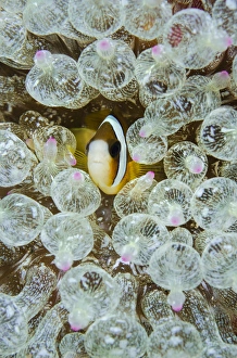 Images Dated 14th June 2013: Indonesia, Komodo National Park. Anemonefish seeks protection amid stinging anemones