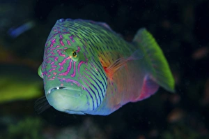 Images Dated 21st June 2013: Indonesia, Komodo National Park. Close-up of colorful wrasse fish