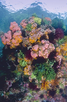 Images Dated 14th March 2013: Indonesia, Komodo National Park. Close-up of coral reef