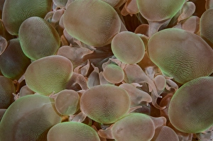 Indonesia, Komodo National Park. Close-up of hard coral