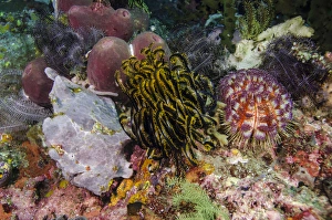 Indonesia, Komodo National Park. White frogfish on coral reef