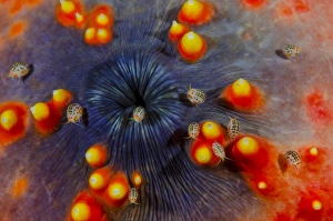 Images Dated 20th June 2013: Indonesia, Komodo National Park. Close-up of ostracods on sea cucumber. Credit as