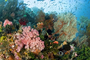 Images Dated 25th August 2009: Indonesia, Komodo National Park. Colorful coral on reef
