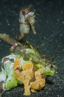 Sulawesi Prints: Indonesia, Lembeh Strait. Close-up of camouflaged frogfish and sea horse. Credit as