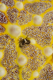 Sulawesi Prints: Indonesia, Lembeh Strait. Close-up of crab on sea star