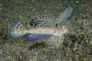 Sulawesi Prints: Indonesia, Lembeh Strait. Close-up of dragonet fish