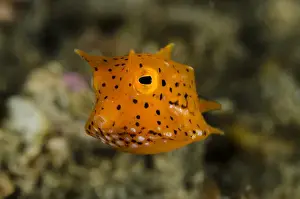 Fish Prints: Indonesia, Lembeh Strait. Close-up of juvenile cowfish
