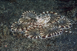 Mimic Prints: Indonesia, Lembeh Strait. Close-up of octopus