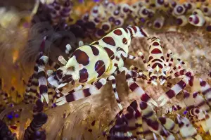 Echinoderm Prints: Indonesia, Lembeh Strait. Two colorful shrimp and sea urchin