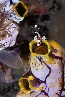 Lembeh Strait Prints: Indonesia, Lembeh Strait. A juvenile sweetlip fish seeks shelter by entering a sea squirts siphon
