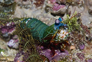 Images Dated 15th December 2008: Indonesia, New Guinea Island, Raja Ampat