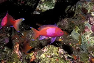 Palau Prints: Indonesia, Palau. Squarespot Anthias (Pseudanthias pleurotaenia)
