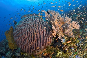 Anthia Prints: Indonesia, Pantar Island