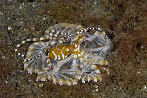 Images Dated 20th April 2009: Indonesia, Pantar Island. Close-up of long-arm octopus