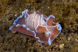 Bottom Prints: Indonesia, Pantar Island. Close-up of nocturnal mollusk on ocean bottom