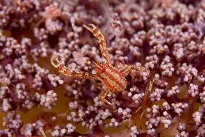 Pantar Prints: Indonesia, Pantar Island. This crab is commensal w / numerous varieties of soft coral