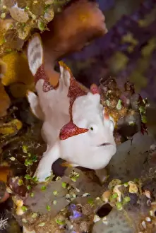 Pantar Prints: Indonesia, Pantar Island. A frogfish or anglerfish on reef