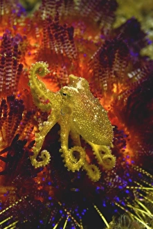 Mollusk Prints: Indonesia, Pantar Island. Due to the presence of the blue ring on either side of its body