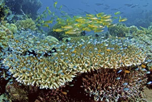 Indonesia Gallery: Indonesia, Papau, Raja Ampat, Misool. Damselfish and snappers school over reef corals