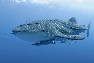 Images Dated 16th September 2010: Indonesia, Papua, Cenderawasih Bay. Close-up of whale shark and remoras that cling to skin