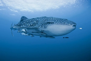 Whale Shark Prints: Indonesia, Papua, Cenderawasih Bay. Close-up of whale shark and remoras that cling to skin