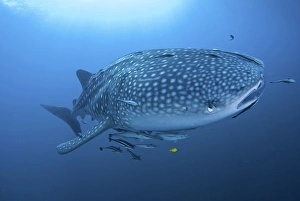 Images Dated 16th September 2010: Indonesia, Papua, Cenderawasih Bay. Close-up of whale shark and remoras that cling to skin