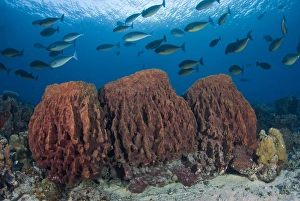 Indonesia, Papua, Cenderawasih Bay. Fish swim over three sponges