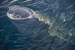 Indonesia, Papua, Cenderawasih Bay. Whale shark with mouth open at surface of water