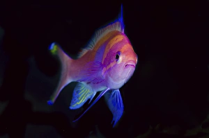 Images Dated 15th July 2013: Indonesia, Papua, Cenderawasih Bay. Close-up of colorful anthia