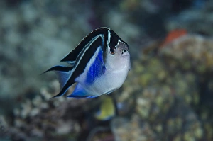 Indonesia, Papua, Cenderawasih Bay. Frontal view of angelfish