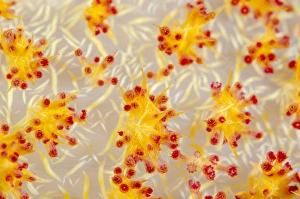 Indonesia, Papua, Cenderawasih Bay. Colorful soft coral