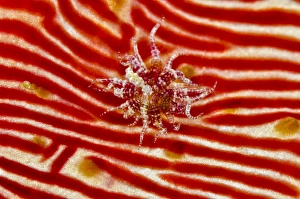 Images Dated 15th July 2013: Indonesia, Papua, Cenderawasih Bay. Anemone on sea cucumber