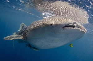 Indonesia, Papua, Cenderawasih Bay. Whale shark near surface of water. Credit as