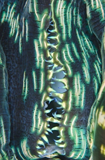 Images Dated 15th July 2013: Indonesia, Papua, Cenderawasih Bay. Close-up of clam shell