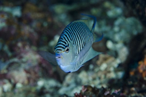 Images Dated 15th July 2013: Indonesia, Papua, Cenderawasih Bay. Close-up of angelfish