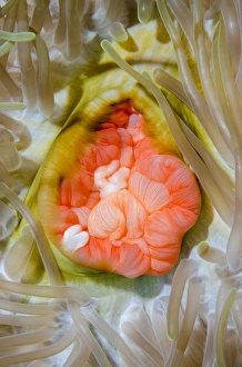 Images Dated 11th July 2013: Indonesia, Papua, Cenderawasih Bay. Close-up of anemone