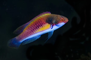 Indonesia, Papua, Cenderawasih Bay. Close-up of colorful wrasse fish