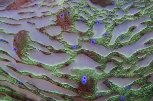 Images Dated 9th July 2013: Indonesia, Papua, Cenderawasih Bay. Patterns on coral