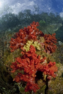 Triton Bay Prints: Indonesia, Papua, Fak Fak, Triton Bay. Colorful coral on reef