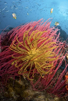 Crinoid Prints: Indonesia, Papua, Pisang Islands. Two varieties of feather star crinoids. Credit as