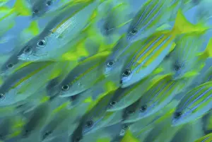 Raja Ampat Prints: Indonesia, Papua, Raja Ampat. Abstract close-up of snapper fish