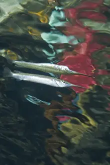 Raja Ampat Prints: Indonesia, Papua, Raja Ampat. Abstract effect of halfbeak fish and other reflections
